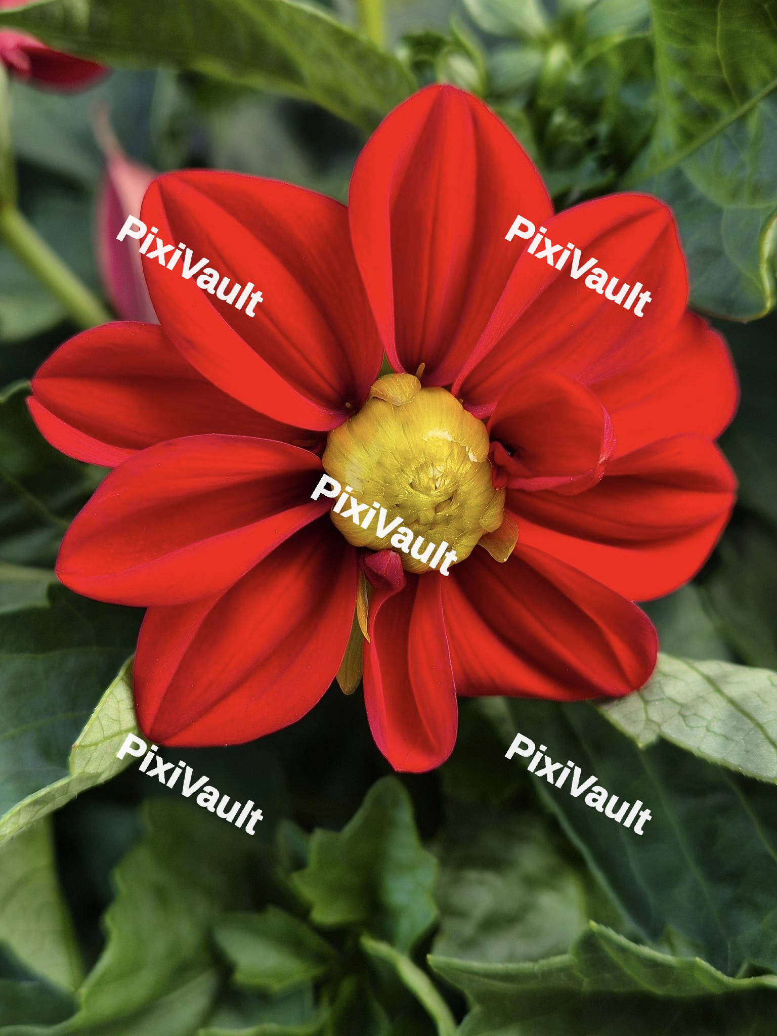 Red Dahlia Flower